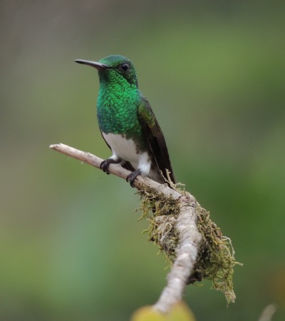 Snowy-bellied Hummingbird