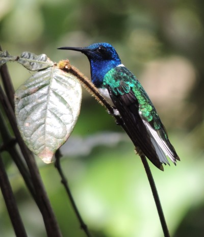 White-necked Jacobin