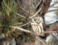 Boreal Owl