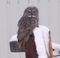 Great Gray Owl