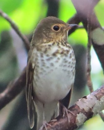 Swainson's Thrush