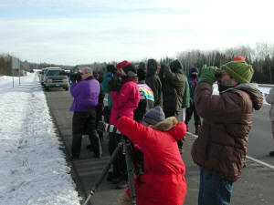 Viewing Boreal Owl