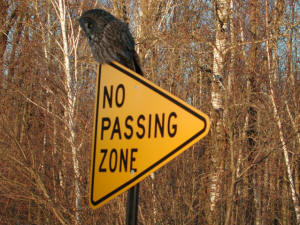 Great Gray Owl