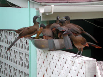 Rufous-vented Chachalacas