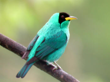 Green Honeycreeper