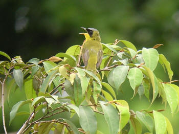 Masked Yellowthroat