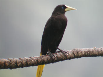 Crested Oropendola