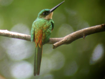 Rufous-tailed Jacamar