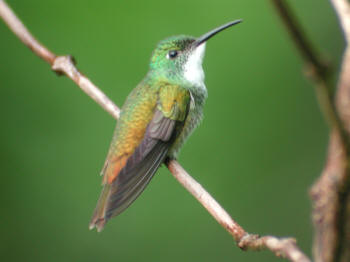 White-chested Emerald