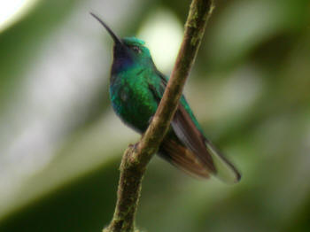 White-tailed Sabrewing