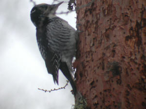 American Three-toed Woodpecker