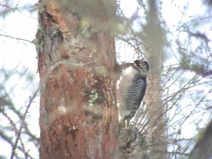 Black-backed Woodpecker