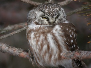 Boreal Owl