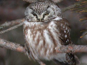 Boreal Owl