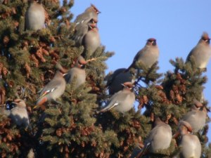 Bohemian Waxwings