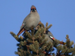 Bohemian Waxwings