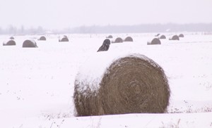 Great Gray Owl