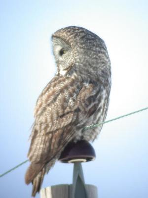 Great Gray Owl