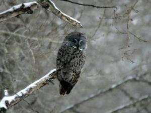 Great Gray Owl