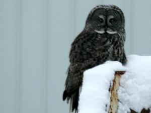 Great Gray Owl