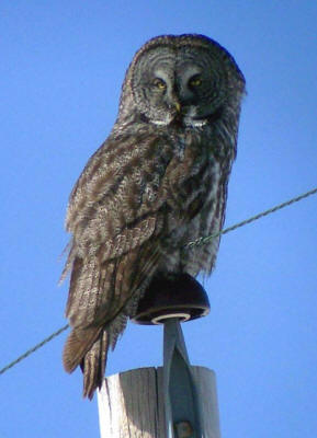 Great Gray Owl