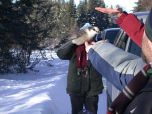 Gray Jay