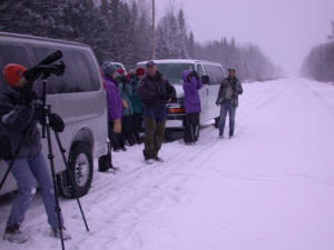 Birding in the snow
