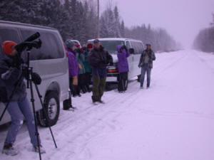 Birding in the snow