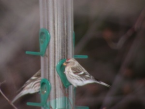 Redpolls