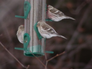 Redpolls