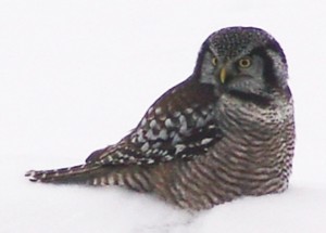 Northern Hawk Owl