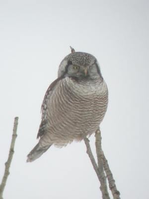 Northern Hawk Owl