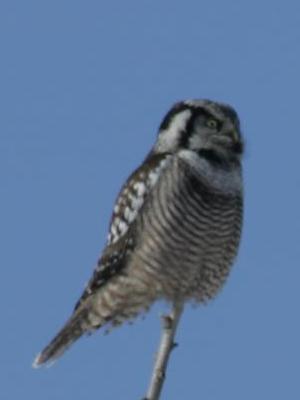 Northern Hawk Owl