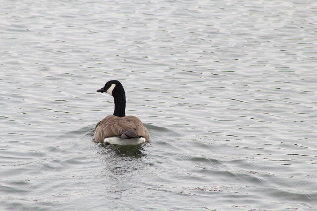 Canada Goose