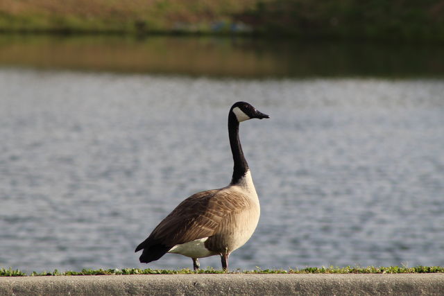 Canada Goose