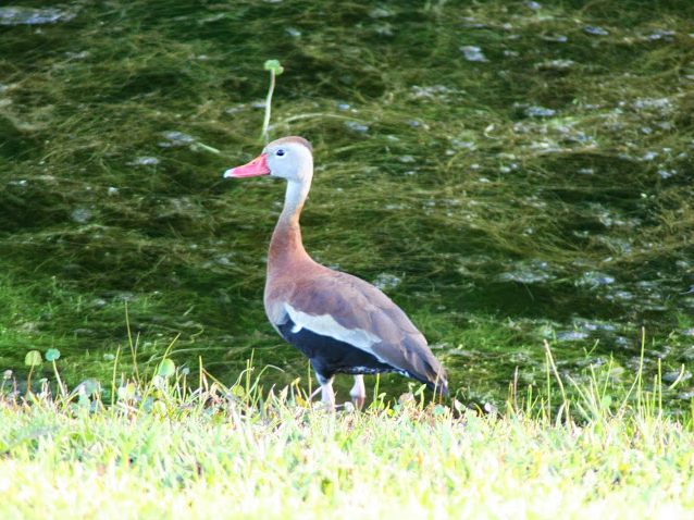 Black-bellied Whistling-Duck