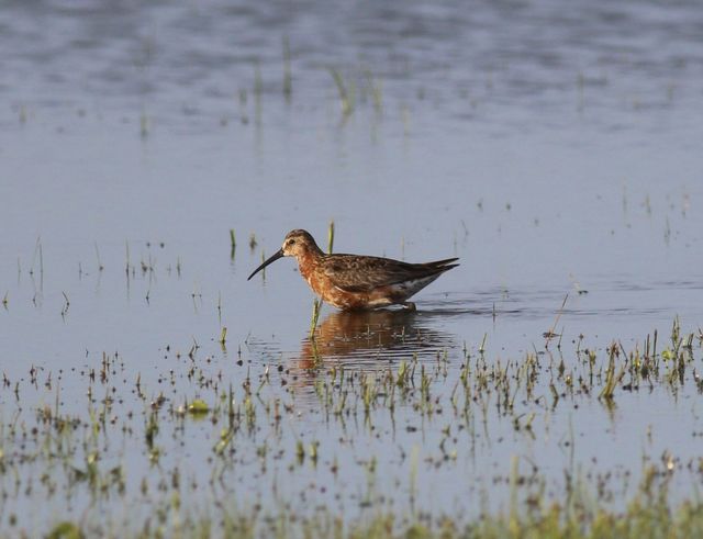 Curlew Sandpiper