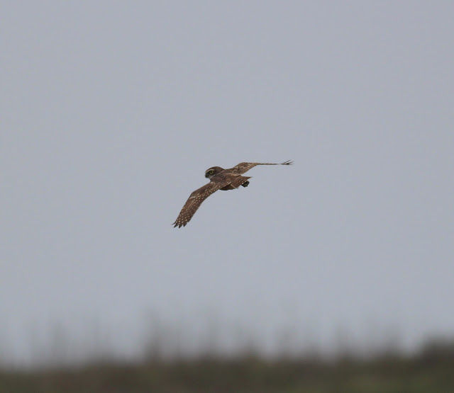 Burrowing Owl