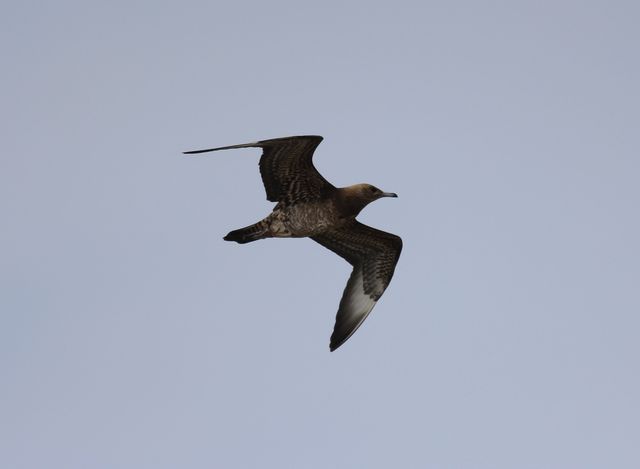 Parasitic Jaeger