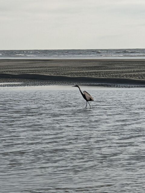 Reddish Egret
