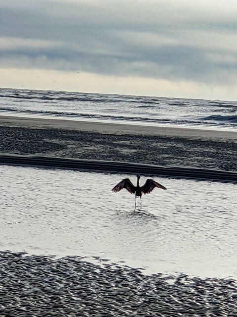 Reddish Egret