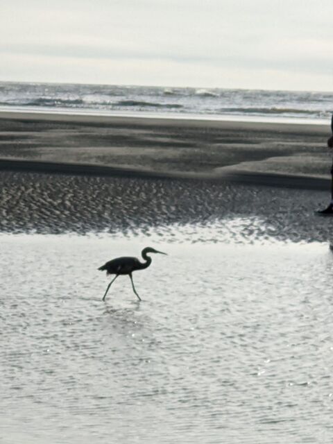 Reddish Egret