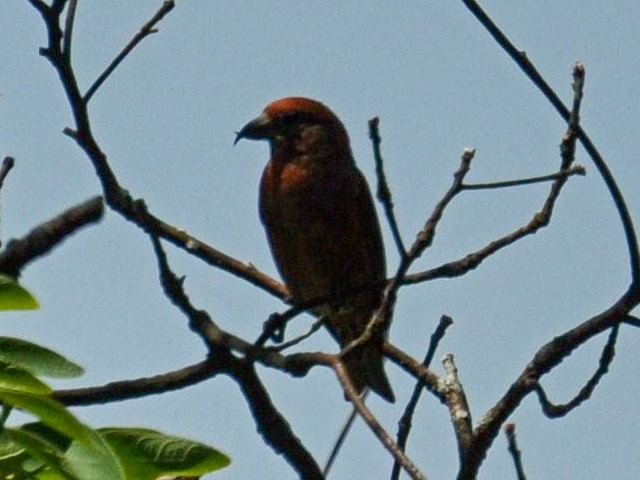 Red Crossbill