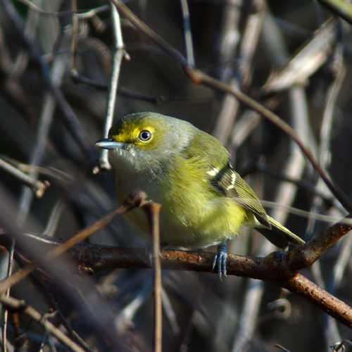 White-eyed Vireo