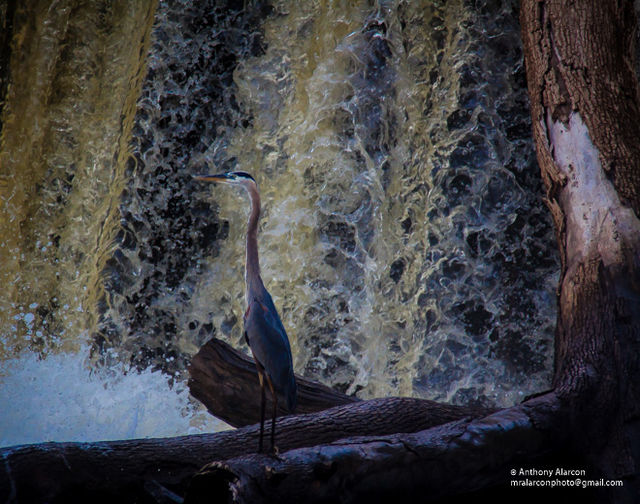 Great Blue Heron