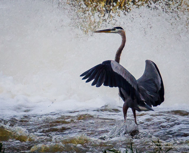 Great Blue Heron