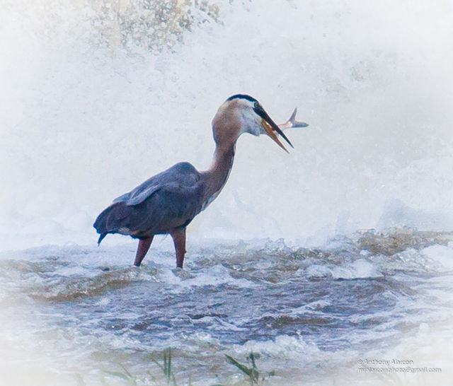 Great Blue Heron