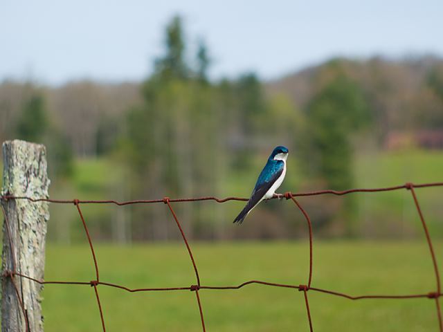 Tree Swallow