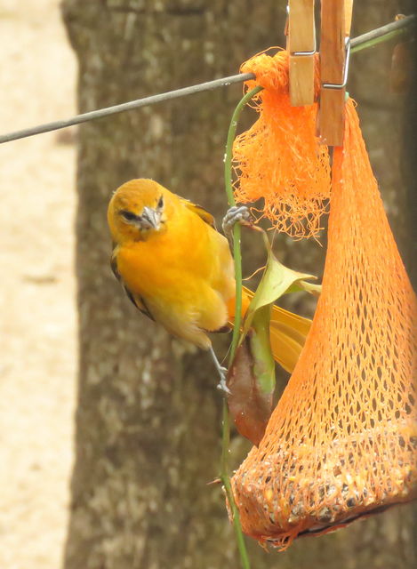 Baltimore Oriole