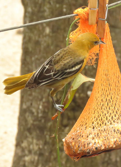 Baltimore Oriole